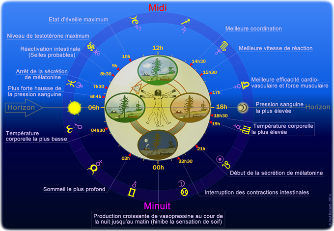 Chronobiologie et biorythmes